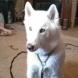 Meet your Posher, Trinity